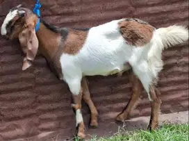 kambing 35kiloan jantan siap potong akikahan nazar sedekahan jamin top