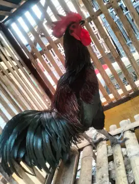 Ayam Pelung Jantan