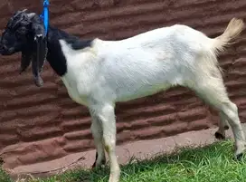 kambing jantan 35kiloan siap hewan kurban terbaik 2025 cukup umur puas