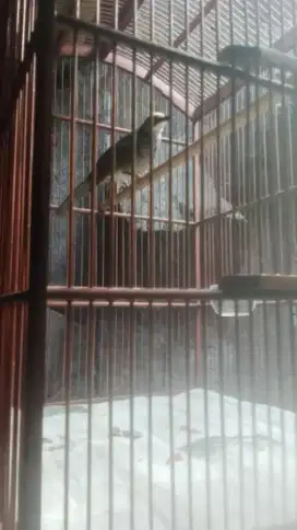 Burung cucak rawa