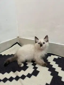 Kitten Ragdoll betina
