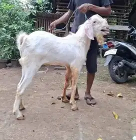 kambing qurban 35kiloan 1 tahunan cukup umur siap kurban terbaik 2025