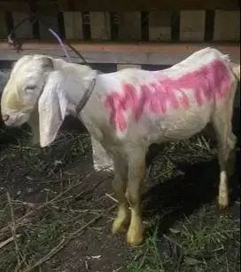 kambing jantan 35kiloan 1 tahunan siap potong akikahan nazar sedekahan