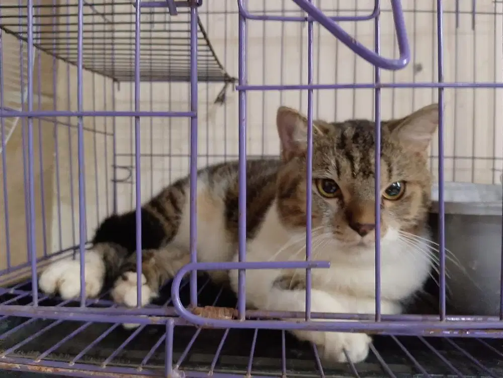 Penitipan kucing jogja, penitipan kucing murah, petshop jogja