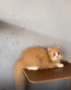 Kucing Persia Flatnose