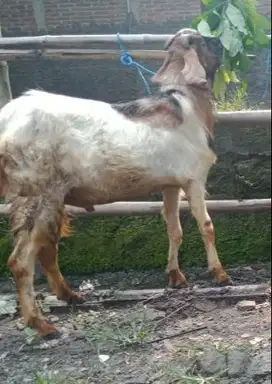 kambing jantan 35kiloan 1 tahunan cukup umur siap aqiqah nazar sedekah