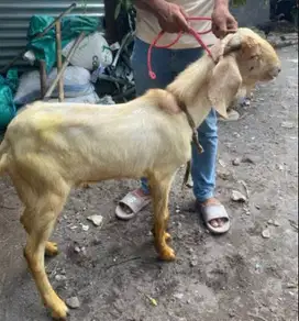 kambing qurban 35kiloan 1 tahunan cukup umur siap kurban terbaik 2025