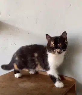 Kucing Persia Flatnose