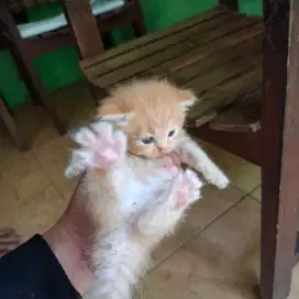 Kucing Persia Sehat Betina