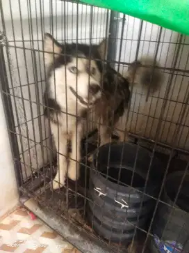Jual Anjing Siberian Husky