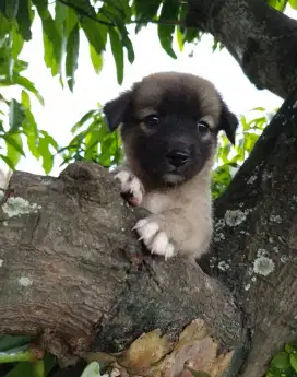 Anakan anjing mini imut gemesin minipom mixbreed tekel istimewa
