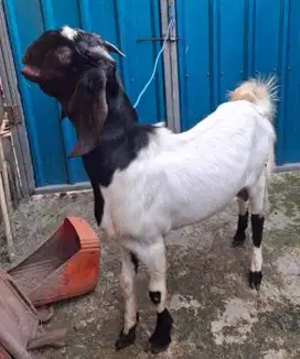 kambing jantan 35kiloan siap kambing qurban terbaik 2025 1 tahunan top