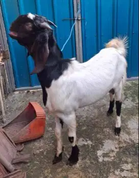 kambing qurban 35kiloan timbang hidup siap kambing kurban 2025 rawatan