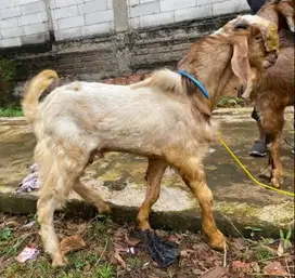 kambing qurban 35kiloan timbang hidup siap kambing kurban 2025 rawatan