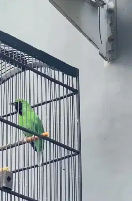 Burung murai gacor