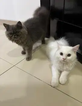 kucing persia medium dan peaknose