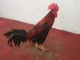 Dijual ayam bilah jaju hitam cocok untk ayam hisaan