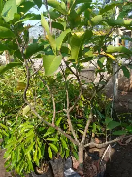 TANAMAN JAMBU CITRA BERBUAH