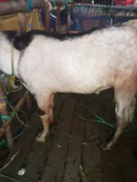 Jual Kambing kurban