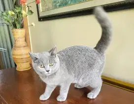 Kucing british shorthair bsh british short hair