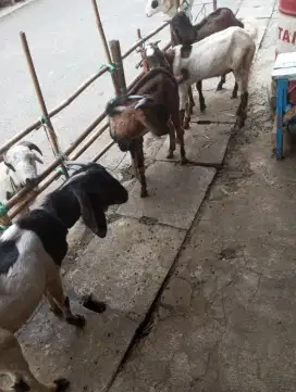 Jual kambing kurban