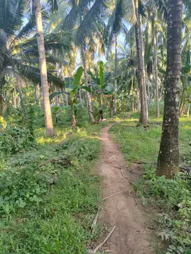 Dijual Kebun Kelapa Produktif Siap Panen Rutin di Donosuko Banyuwangi