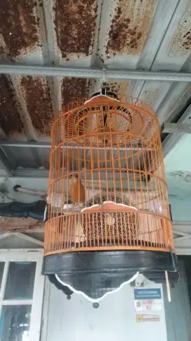 burung anis merah