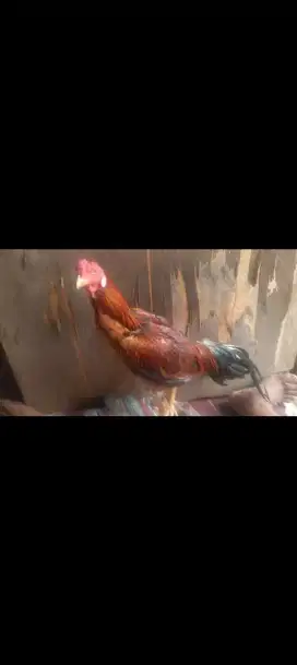 Jual bantu saudara ayam Bangkok manggon