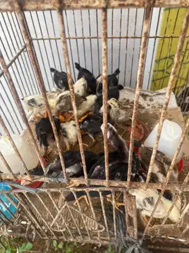 anak ayam bangkok