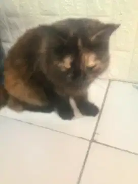 Lepas adop Kucing tortie
