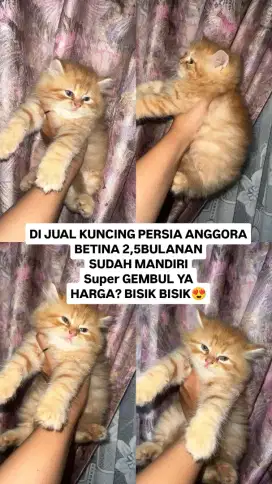 JUAL ANAKAN KUCING PERSIA ANGGORA