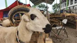JUAL DOMBA QURBAN BANDUNG BISA NEGO