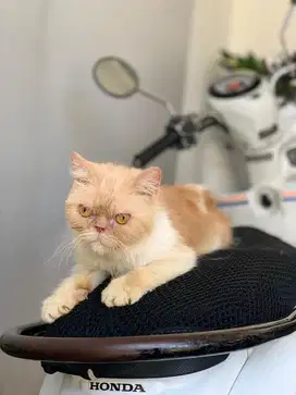 Kucing persia exotic