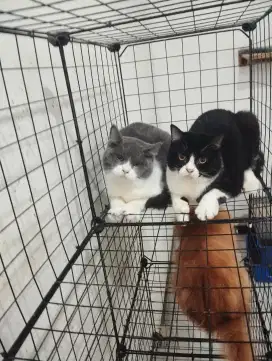 Kitten British Shorthair - Kucing Bsh pure non pad