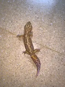 Reptil gecko 3 ekor