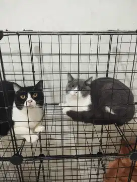 Kucing British shorthair - Anakan kucing bsh kitten british shorthair
