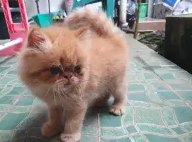 Kucing pekanose