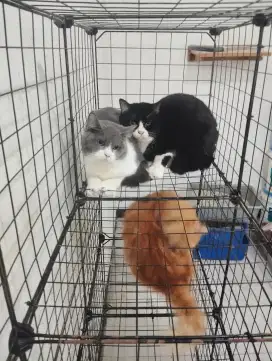 Lepas adopt kitten British shorthair - kucing bsh pure