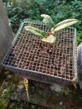 BENIH KLENGKENG DARI BIJI