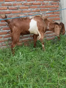 Jual Kambing qurban atau Hakikah