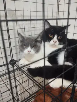 Kitten British Shorthair pure non pad - kucing bsh pure