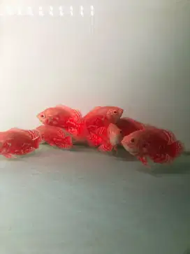Ikan Oscar Nemo kecil