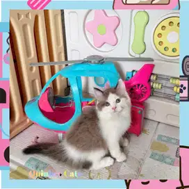 kucing Ragdoll x Persia Jantan Chocolate Cinnamon White