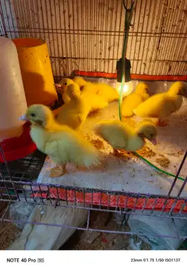 Minti indukan jumbo, umur hampir 1 minggu