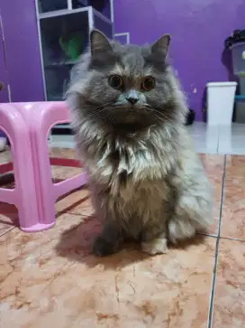 KUCING PERSIA FLATNOSE ABU ATAU BLUE SOLID