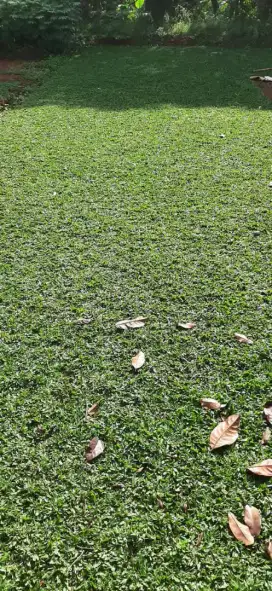Jual rumput gajah meni
