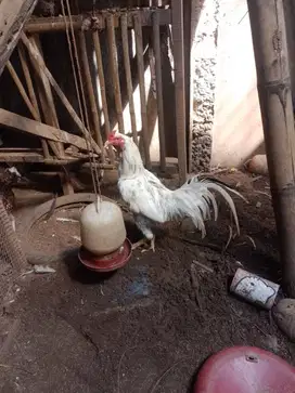 Ayam Bangkok blorok