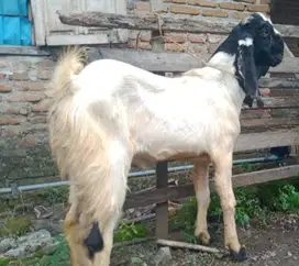 kambing jantan 35kiloan siap hewan kurban murmer ekonomisan 1 tahunan