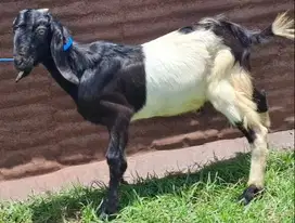 kambing jantan 35kiloan siap hewan kurban murmer ekonomisan 1 tahunan