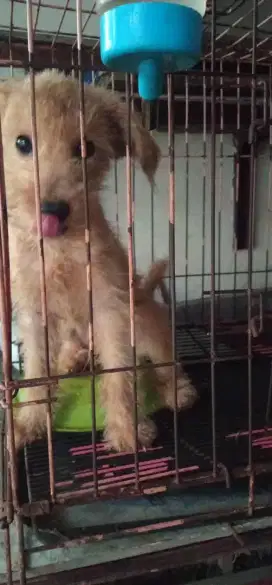 Jantan mix poodle banyak bulunya